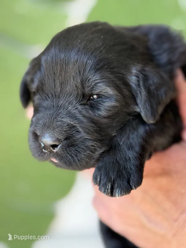 Black Female – Newfoundland puppy for sale in Jerico Springs, MO