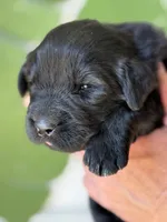 Black Female, a female Newfoundland for sale in Jerico Springs, MO – 1 of 4