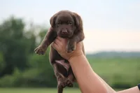 Dakota Mismark Chocolate, a male Labrador Retriever for sale in Jerico Springs, MO – 2 of 4