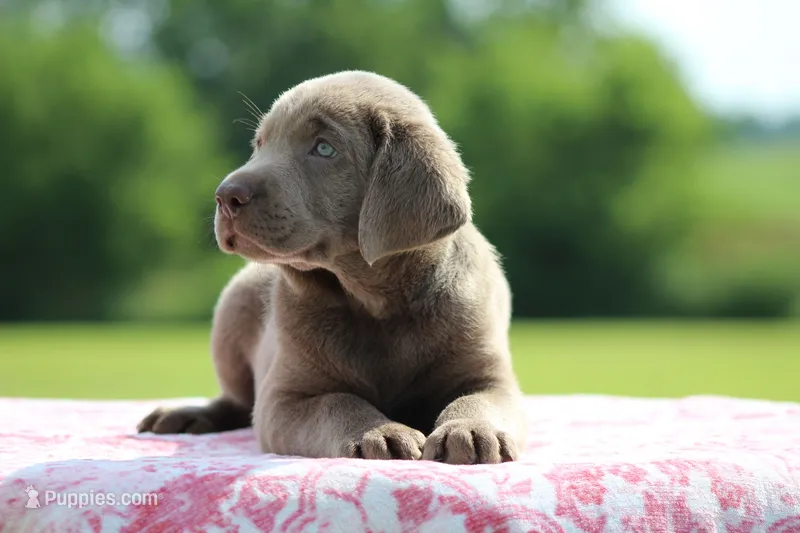 Yellow Collar – Labrador Retriever puppy for sale in Jerico Springs, MO