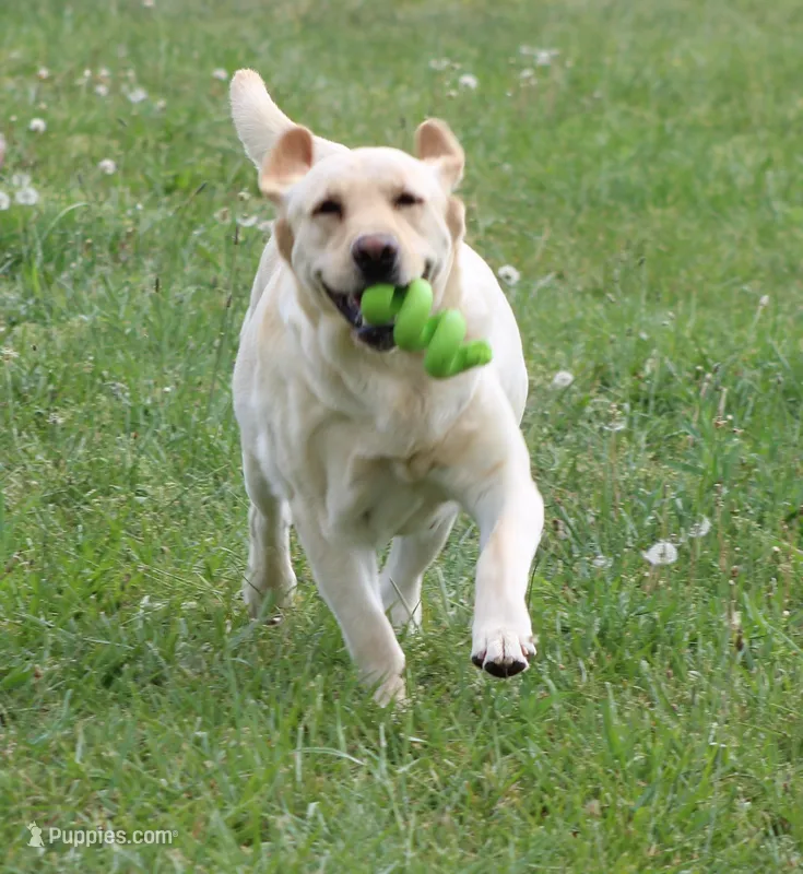 Paisley – Labrador Retriever puppy for sale in Jerico Springs, MO