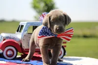 Yellow Collar, a male Labrador Retriever for sale in Jerico Springs, MO – 3 of 4