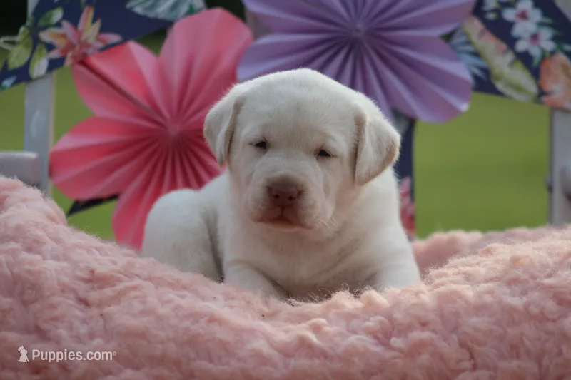 Sammy – Labrador Retriever puppy for sale in Jerico Springs, MO