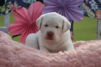 Sammy, a female Labrador Retriever for sale in Jerico Springs, MO – 3 of 5