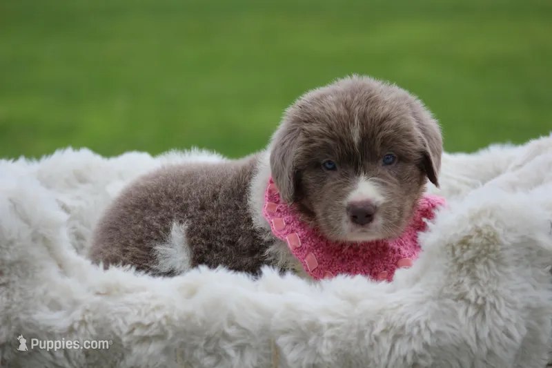 Beige and white Female – Newfoundland puppy for sale in Jerico Springs, MO