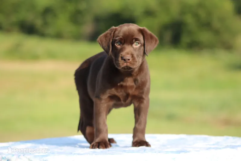 Daniel – Labrador Retriever puppy for sale in Jerico Springs, MO