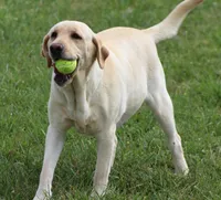 Paisley, a female Labrador Retriever for sale in Jerico Springs, MO – 2 of 3