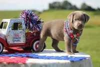 Purple Collar, a female Labrador Retriever for sale in Jerico Springs, MO – 4 of 4