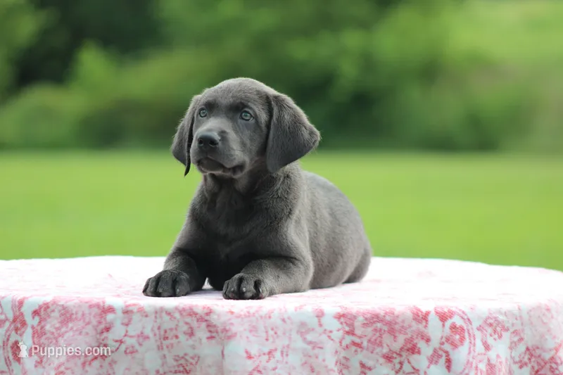 Charcoal Female Purple Collar – Labrador Retriever puppy for sale in Jerico Springs, MO