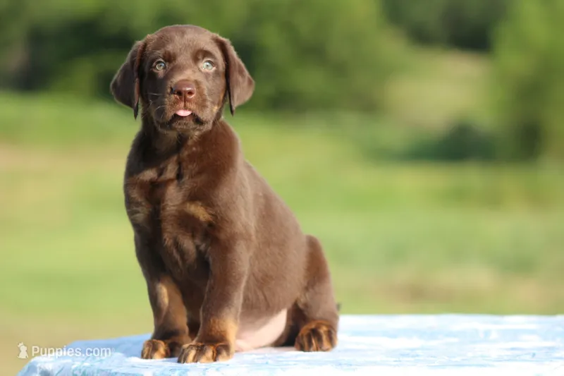 Dakota Mismark Chocolate – Labrador Retriever puppy for sale in Jerico Springs, MO