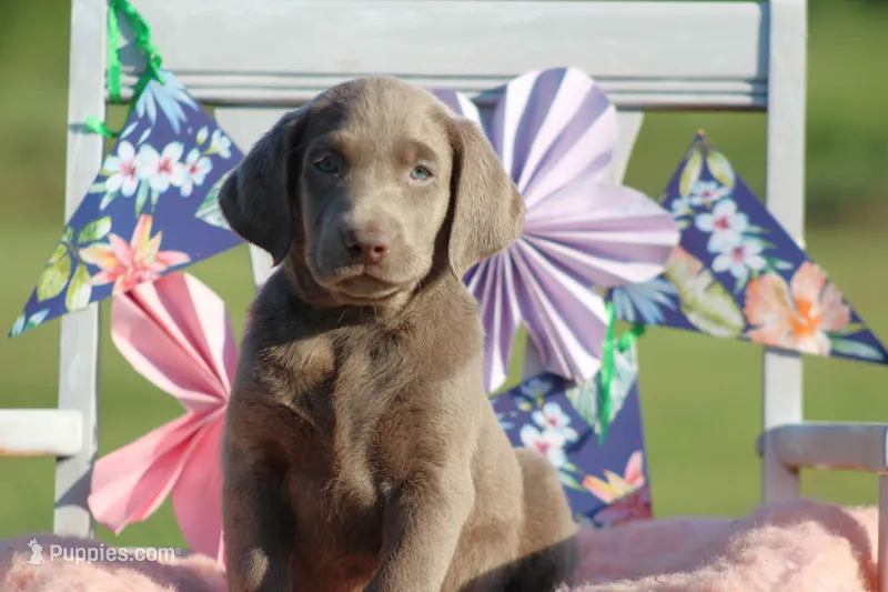 Sabrina – Labrador Retriever puppy for sale in Jerico Springs, MO