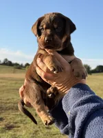 Mismark Male, a male Labrador Retriever for sale in Jerico Springs, MO – 4 of 7