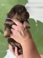 Mismark Female, a female Labrador Retriever for sale in Jerico Springs, MO – Photo 4 of 5