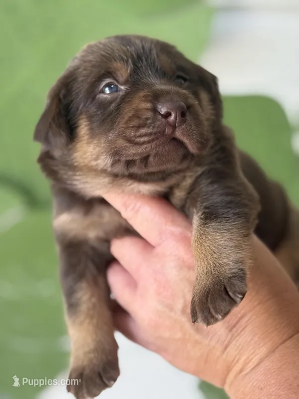Mismark Female – Labrador Retriever puppy on hold in Jerico Springs, MO