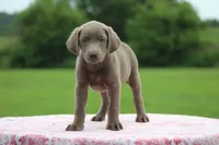Yellow Collar, a female Labrador Retriever for sale in Jerico Springs, MO – 5 of 5