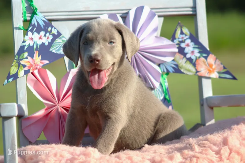 Duke – Labrador Retriever puppy for sale in Jerico Springs, MO