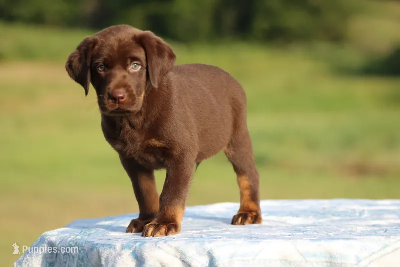 Dakota Mismark Chocolate – Labrador Retriever puppy for sale in Jerico Springs, MO