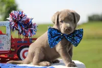 Green Collar, a male Labrador Retriever for sale in Jerico Springs, MO – 3 of 4