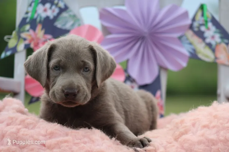 Sabrina – Labrador Retriever puppy for sale in Jerico Springs, MO