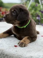 Neon Mismark Female, a female Labrador Retriever for sale in Jerico Springs, MO – 8 of 9