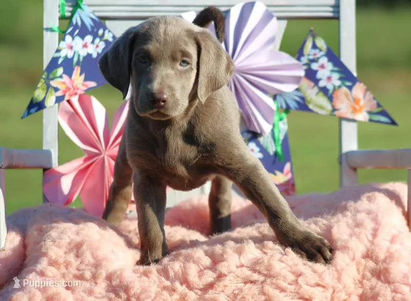 Sabrina – Labrador Retriever puppy for sale in Jerico Springs, MO