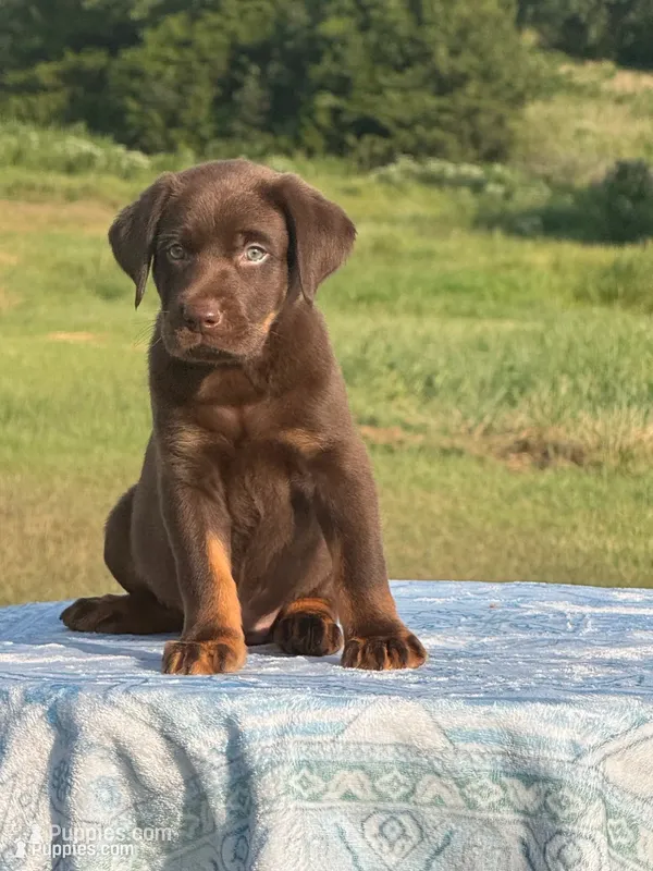 Dakota Mismark Chocolate – Labrador Retriever puppy for sale in Jerico Springs, MO