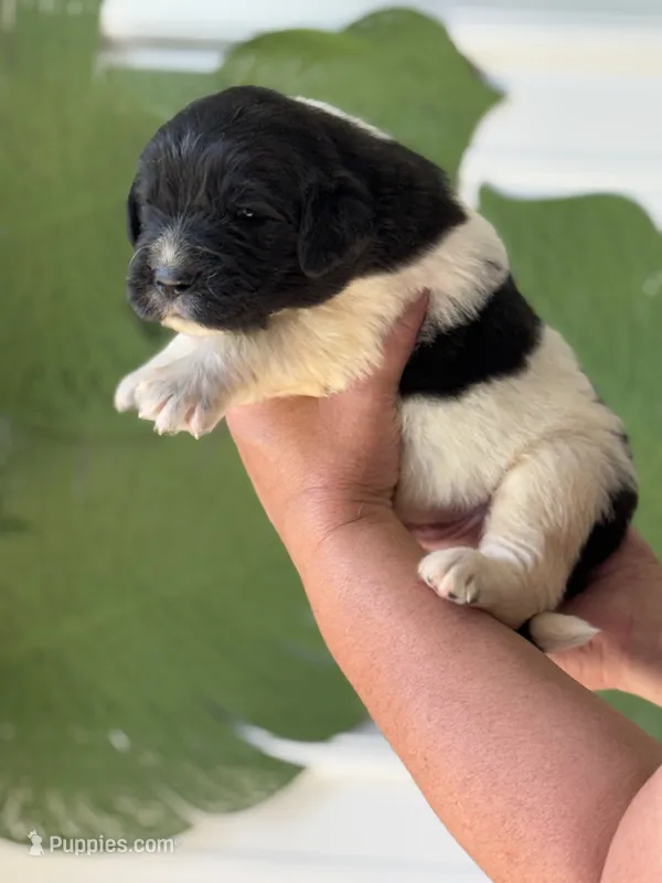 White and black Male – Newfoundland puppy for sale in Jerico Springs, MO