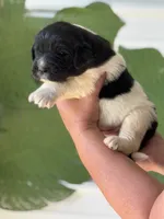 White and black Male, a male Newfoundland for sale in Jerico Springs, MO – 3 of 5