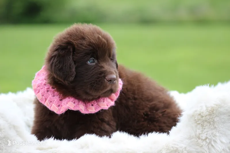 Brown Male – Newfoundland puppy for sale in Jerico Springs, MO