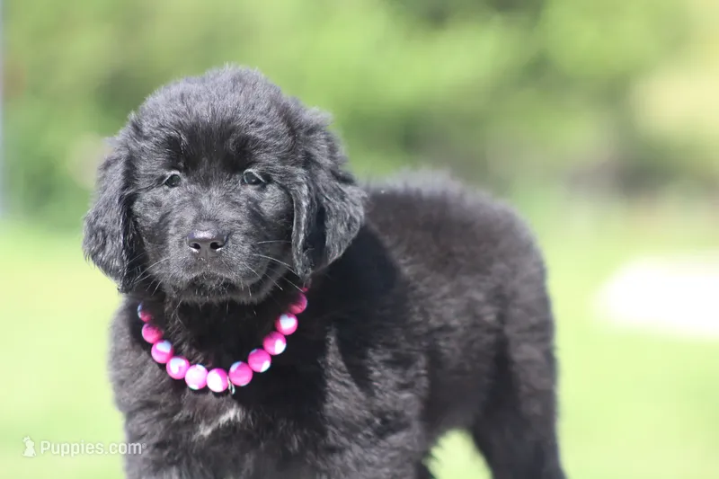 Black Female – Newfoundland puppy for sale in Jerico Springs, MO