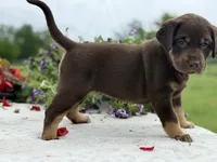 Neon Mismark Female, a female Labrador Retriever for sale in Jerico Springs, MO – 9 of 9