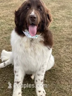 Bianca – Newfoundland puppy for sale in Jerico Springs, MO