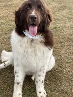 Bianca, a female Newfoundland for sale in Jerico Springs, MO – 2 of 2