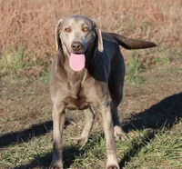 Payton, a female Labrador Retriever for sale in Jerico Springs, MO – 1 of 3