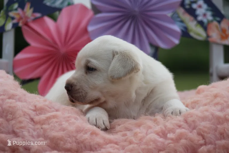 Conway – Labrador Retriever puppy for sale in Jerico Springs, MO