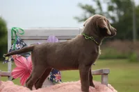 Neon Collar Female, a female Labrador Retriever for sale in Jerico Springs, MO – 4 of 5