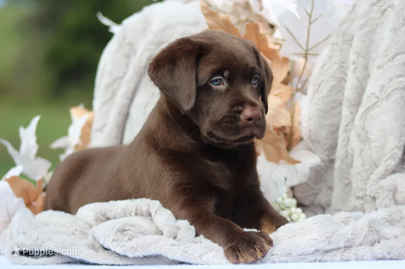Dante – Labrador Retriever puppy for sale in Jerico Springs, MO