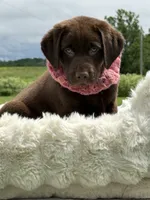 Brendan, a male Labrador Retriever for sale in Jerico Springs, MO – 8 of 8