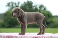 Blue collar, a female Labrador Retriever for sale in Jerico Springs, MO – 5 of 6