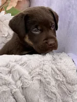 Lane (Mismark Chocolate) , a male Labrador Retriever for sale in Jerico Springs, MO – 2 of 6