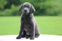 Charcoal Female Purple Collar, a female Labrador Retriever for sale in Jerico Springs, MO – 3 of 5