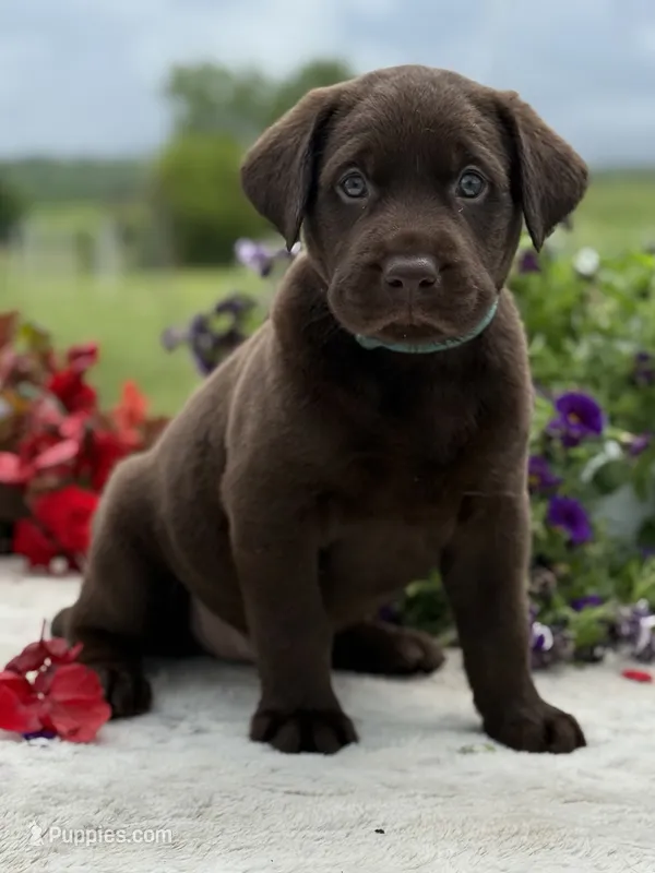L blue collar – Labrador Retriever puppy for sale in Jerico Springs, MO