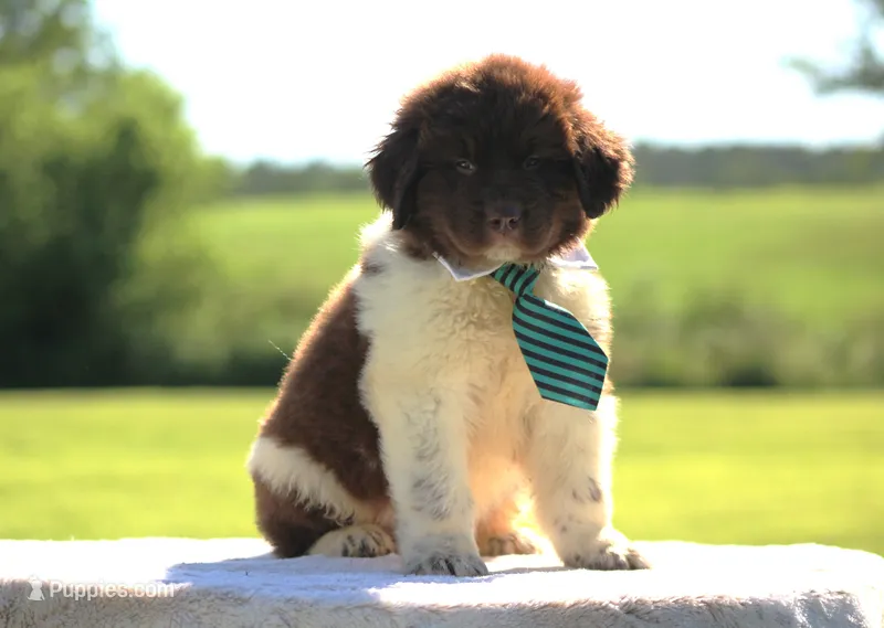 Brown and white Male – Newfoundland puppy for sale in Jerico Springs, MO
