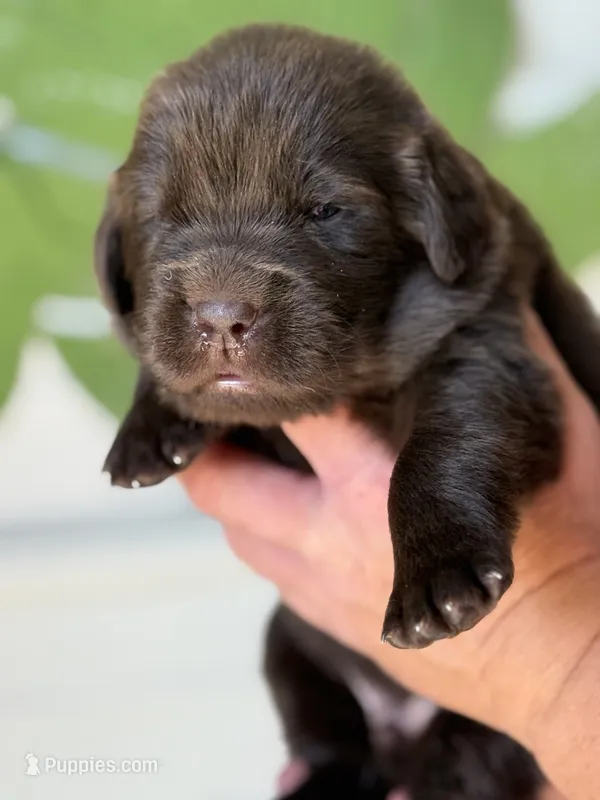 Brown Male – Newfoundland puppy for sale in Jerico Springs, MO
