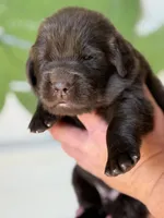 Brown Male, a male Newfoundland for sale in Jerico Springs, MO – 1 of 5