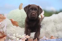 Dante, a male Labrador Retriever for sale in Jerico Springs, MO – 4 of 5