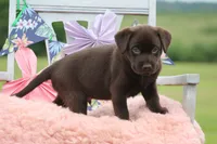 Daniel, a male Labrador Retriever for sale in Jerico Springs, MO – 3 of 5