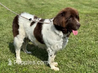 Bianca – Newfoundland puppy for sale in Jerico Springs, MO