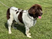 Bianca, a female Newfoundland for sale in Jerico Springs, MO – 1 of 2