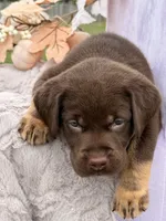 Lane (Mismark Chocolate) , a male Labrador Retriever for sale in Jerico Springs, MO – 5 of 6
